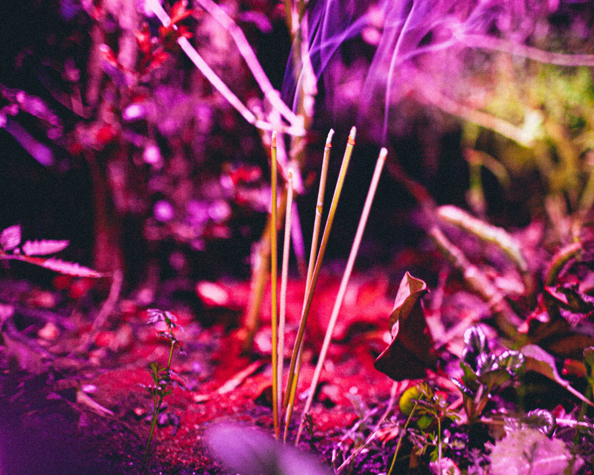 Agaric Fly incense